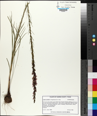 Liatris acidota image