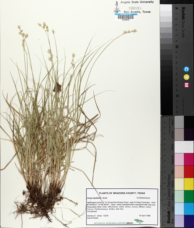 Carex hyalina image