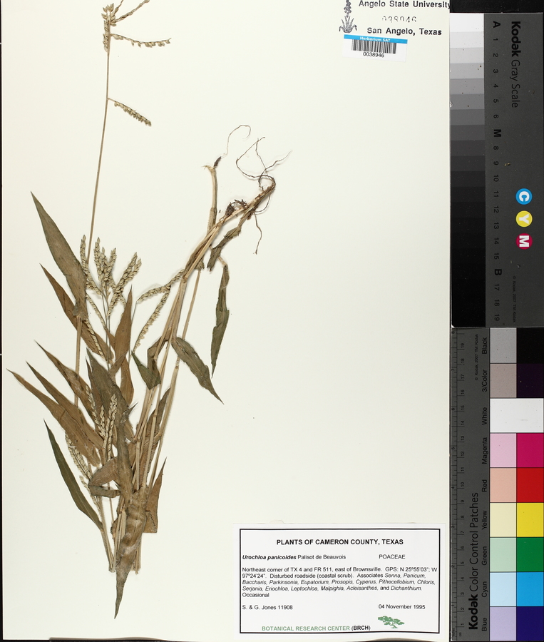 Urochloa panicoides image