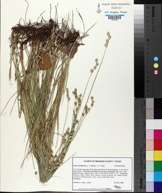 Carex reniformis image