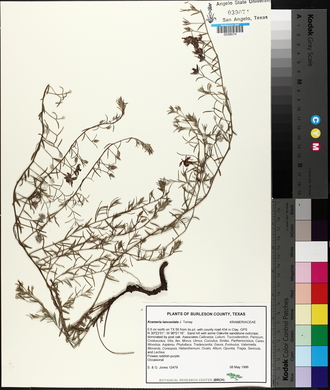 Krameria lanceolata image