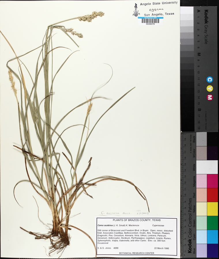 Carex austrina image