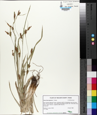 Carex flaccosperma image