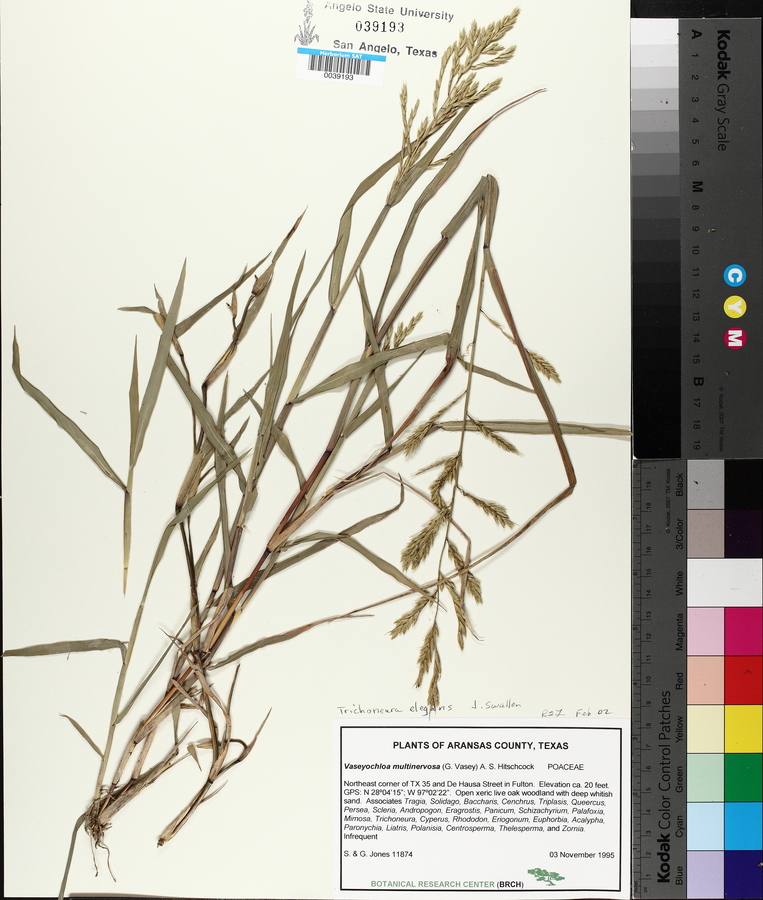 Vaseyochloa multinervosa image