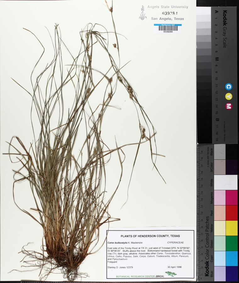 Carex bulbostylis image