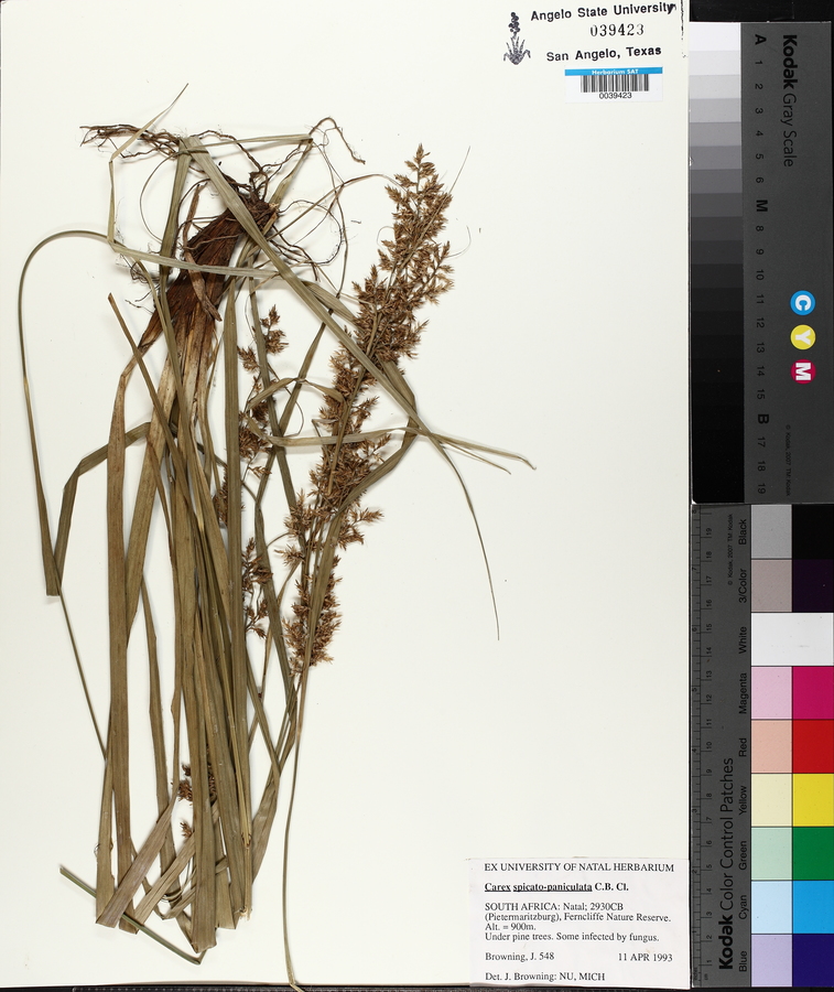 Carex spicato-paniculata image