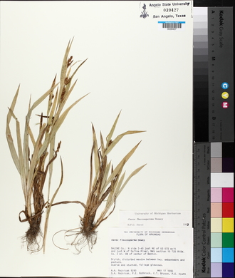 Carex flaccosperma image