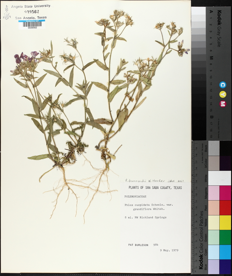 Phlox drummondii image