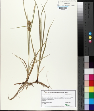 Carex louisianica image