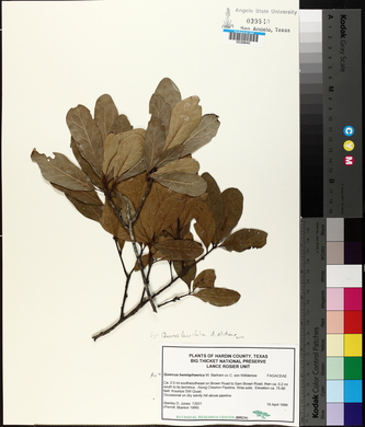 Quercus laurifolia image