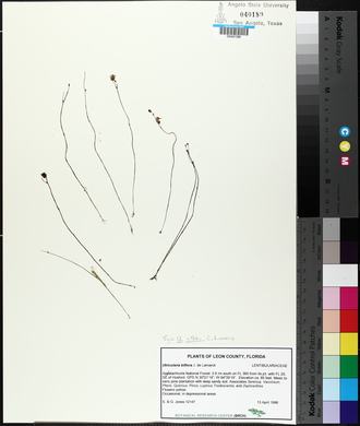 Utricularia gibba image