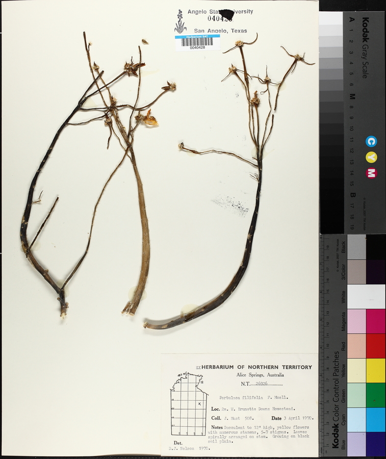 Portulaca pilosa subsp. pilosa image