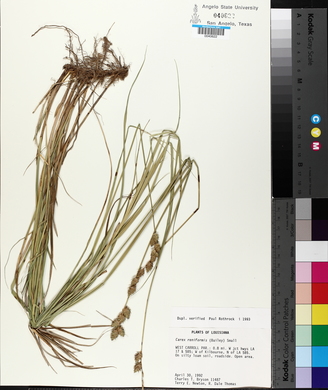 Carex reniformis image