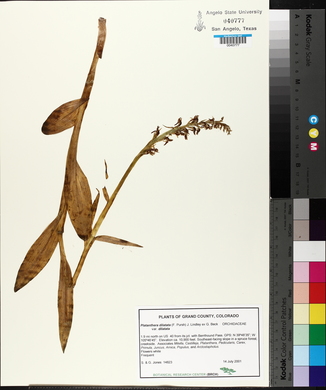 Platanthera dilatata image