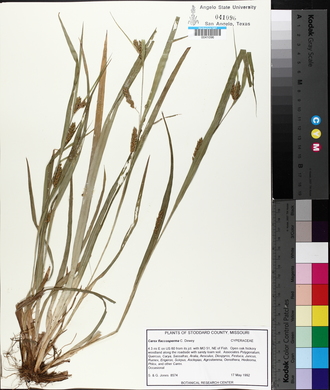 Carex flaccosperma image