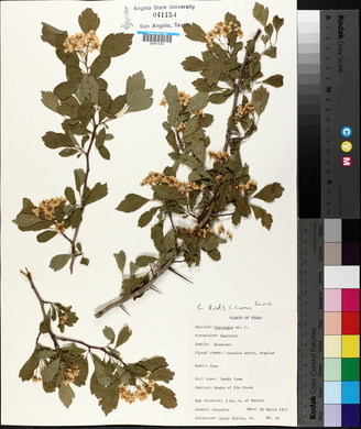 Crataegus viridis image