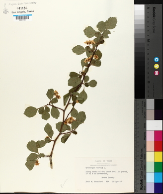 Crataegus viridis image