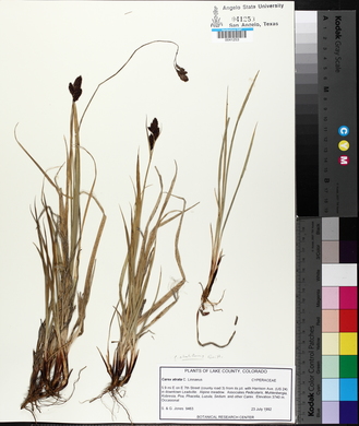 Carex atratiformis image