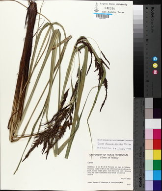 Carex donnell-smithii image