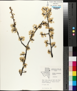 Prunus rivularis image