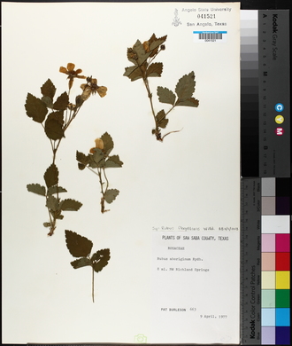 Rubus flagellaris image