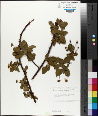 Rubus flagellaris image