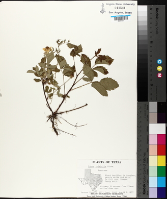 Rubus trivialis image