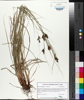 Carex caroliniana image