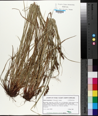 Carex complanata image