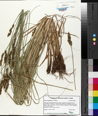 Carex triangularis image