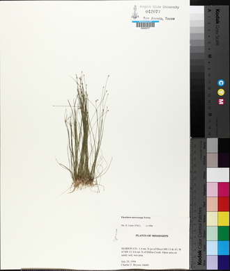 Eleocharis microcarpa image