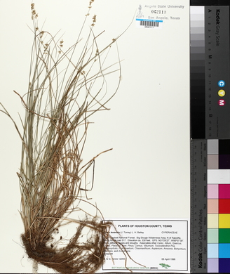 Carex texensis image