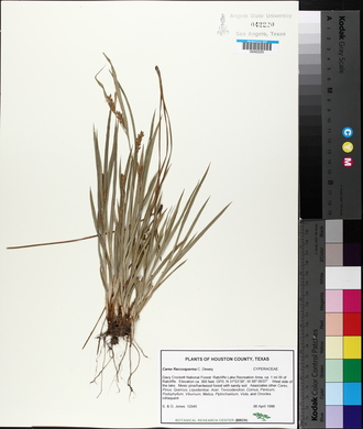 Carex flaccosperma image