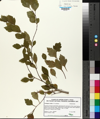 Crataegus viridis image