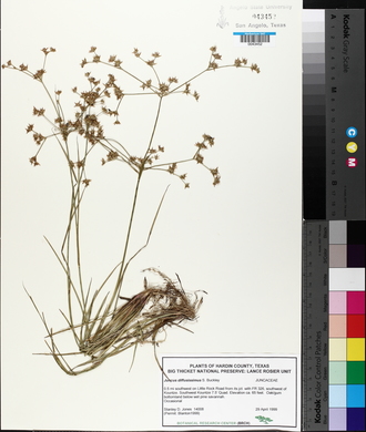 Juncus diffusissimus image