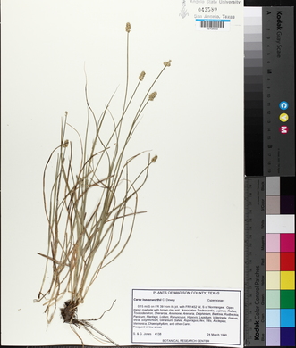 Carex leavenworthii image