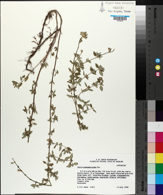 Salvia chamaedryoides image