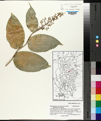 Maianthemum racemosum image