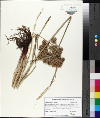 Cyperus virens image