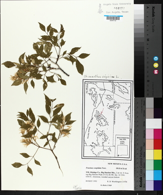 Image of Chionanthus virginicus