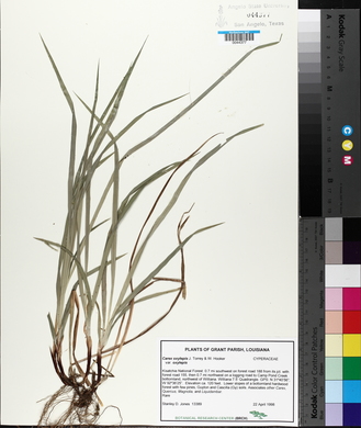 Carex oxylepis image