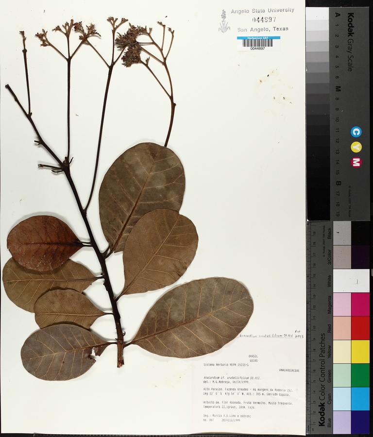 Anacardium curatellifolium image