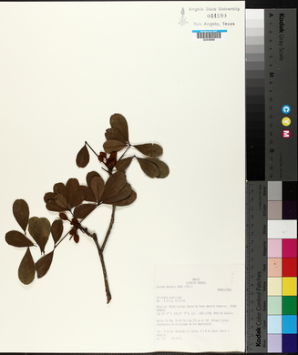 Image of Eriotheca gracilipes