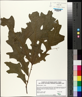 Quercus lyrata image