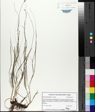 Carex leavenworthii image