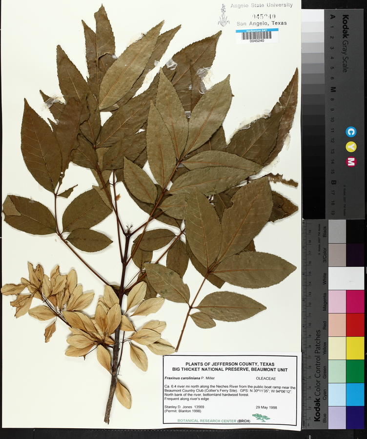 Fraxinus caroliniana image