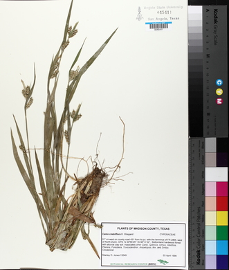 Carex crebriflora image