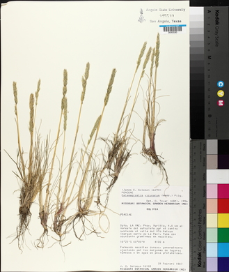 Calamagrostis vicunarum image