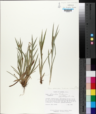 Carex glaucodea image