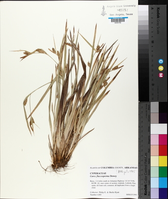 Carex flaccosperma image